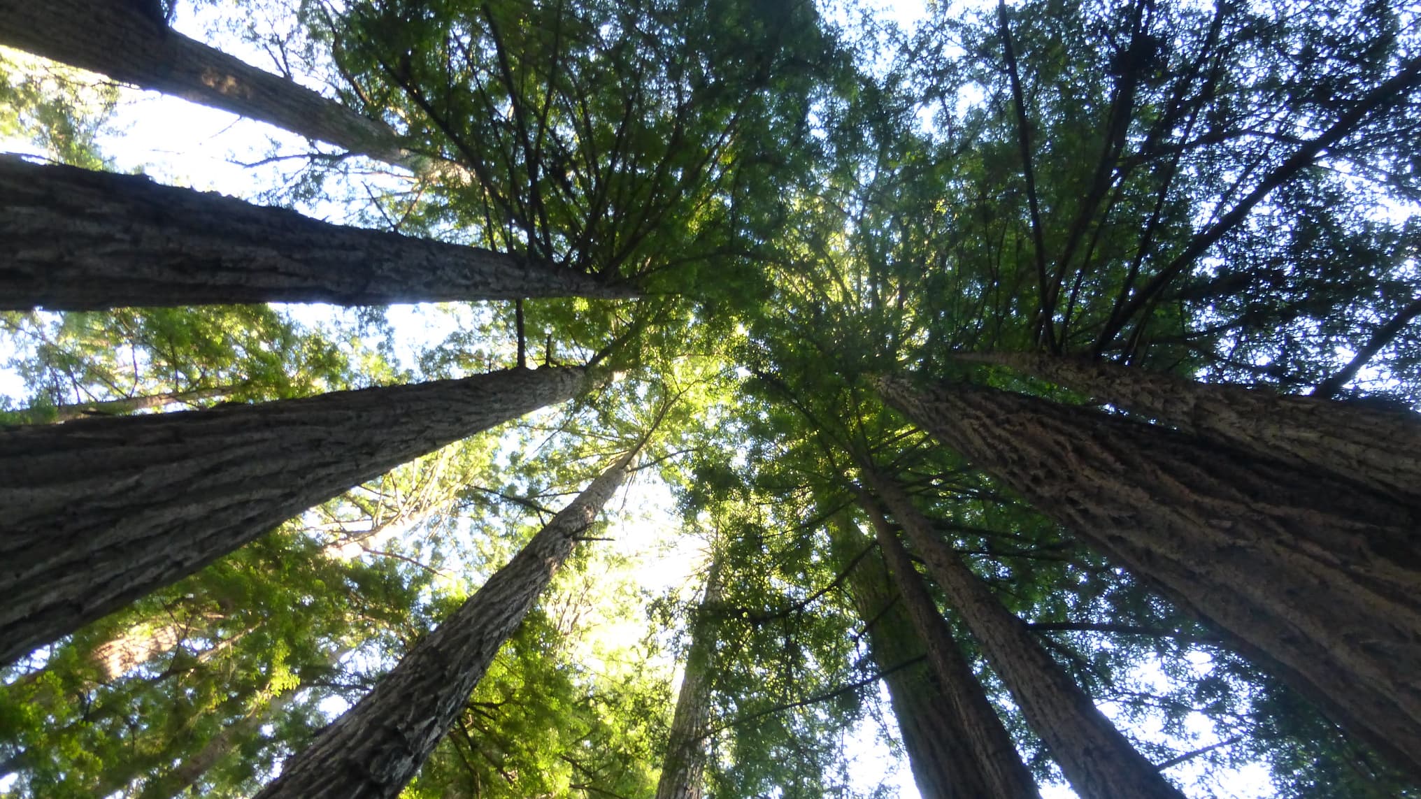 Etats Unis Mort Mysterieuse D Un Couple De Leur Bebe Et De Leur Chien Dans Une Foret Californienne