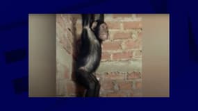 L'un des trois chimpanzés enlevés, filmés et dont la vidéo a été envoyée au refuge qui accueillait les primates peu après l'enlèvement.