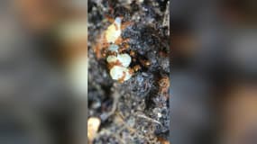 Des fourmis électriques dans le Var. 