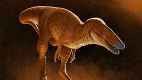 L'espèce de dinosaure nouvellement découverte Khankhuuluu mongoliensis, un ancêtre du Tyrannosaurus Rex, dans une illustration diffusée le 6 juin 2025.