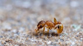 C'est la première fois que la fourmi électrique est observée en France métropolitaine.