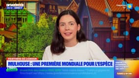 Le journal de 8h du lundi 13 octobre 2025