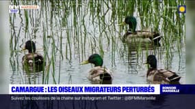 Camargues: les oiseaux migrateurs perturbés