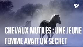 Chevaux mutilés: comment le mensonge d'une jeune femme a créé et alimenté la psychose 