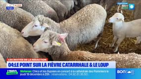 “Il y a d’autres maladies qui reviennent” : les difficultés des agriculteurs de la région