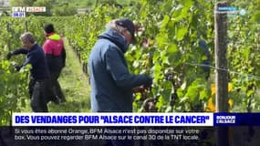 Alsace: des vendanges solidaires pour soutenir la recherche contre le cancer