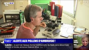 Pollens d'ambroisie: un risque allergique élevé dans 13 départements