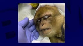 Un singe magot en divagation a été découvert dans les Yvelines le dimanche 15 novembre 2025.