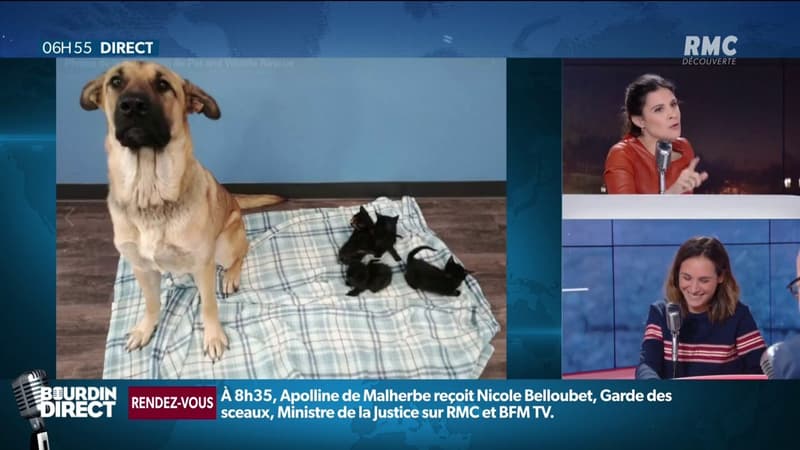L'incroyable histoire de ce chien qui sauve des chatons abandonnés au Canada