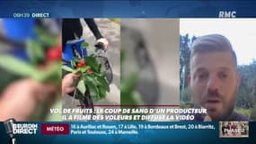 Ils lui volent ses cerises, ce producteur les filme et diffuse en Facebook live
