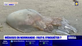 Méduse en Normandie: faut-il s'inquiéter ?