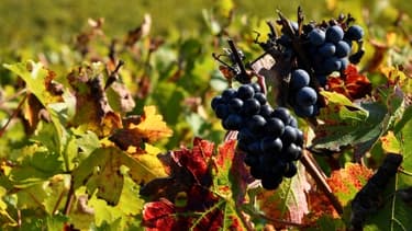La vingtième édition du salon Vinexpo se tiendra à Bordeaux du 13 au 16 mai 2019.