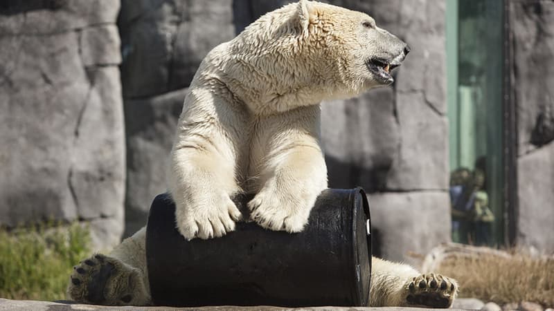 Les ours polaires salivaient et se balançaient. (Image d'illustration) - Niels Ahlmann Olesen - AFP