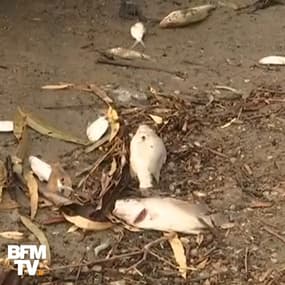 Sécheresse ou mauvaise gestion des eaux ? Des centaines de milliers de poissons ont été retrouvés morts en Australie
