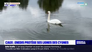 Seine-Maritime: un dispositif innovant installé sur les lignes électriques pour protéger les oiseaux