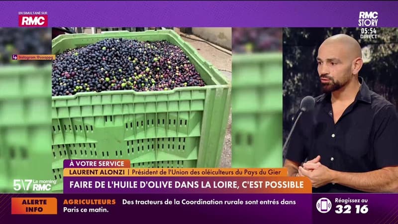 Laurent Alonzi à votre service : Faire de l'huile d'olive dans la Loire, c'est possible - 08/01