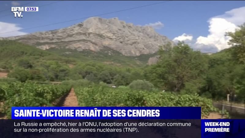 30 ans après un immense incendie, le massif de la Sainte-Victoire renaît de ses cendres