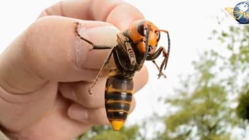 Un extrait d'un reportage sur cette espèce de frelon, considérée comme la plus grande au monde.