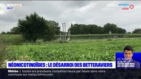 Nord-Pas-de-Calais: avec la fin des néonicotinoïdes, les betteraviers inquiets