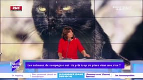 Nos animaux domestiques prennent-ils trop de place dans nos vies ?