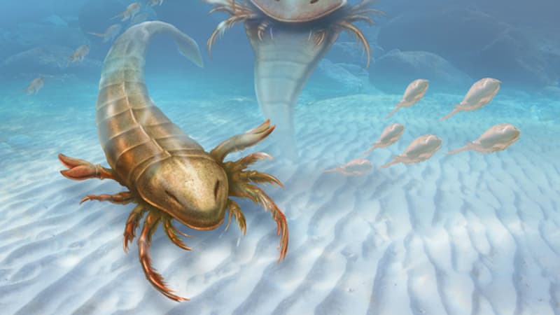 Représentation de ce scorpion des mers préhistorique. 