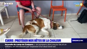 Cuers: comment protéger nos animaux de la chaleur?