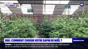 Var: comment choisir votre sapin de Noël? 