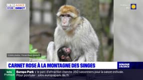 Carnet rose à la montagne des singes