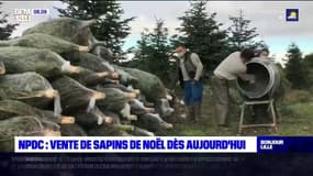 Nord-Pas-de-Calais: les ventes de sapins de Noël autorisées dès ce vendredi