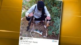Sur Twitter, les jihadistes s'affichent avec des chats.