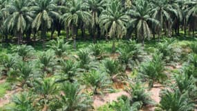 L'huile de palme ne serait pas mauvaise pour la santé