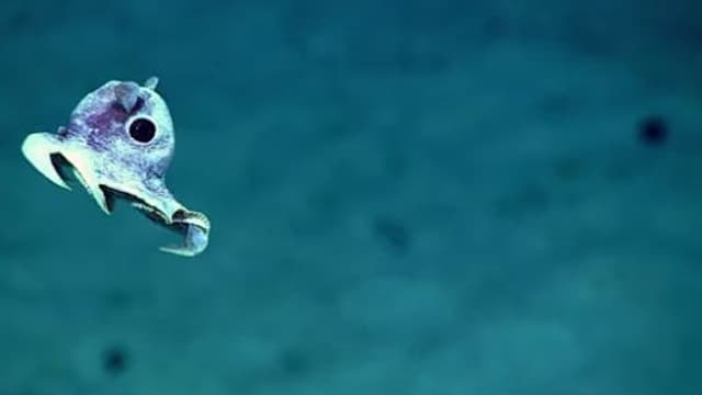 Insolite : 16 animaux marins transparents qui n'ont rien à cacher 