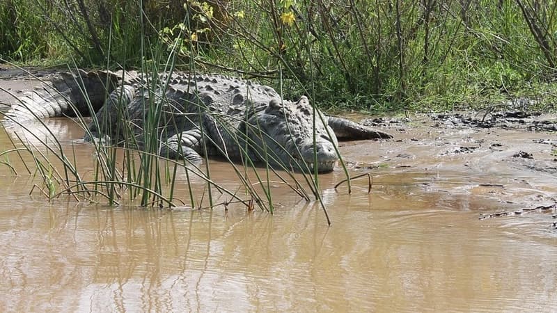 Le Zimbabwe a récemment été frappé par des pluies torrentielles, poussant les crocodiles à coloniser les zones habitées par l'homme.