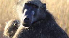 Cinq babouins ont reçu un cœur de porc et ont vécu jusqu'à 945 jours.