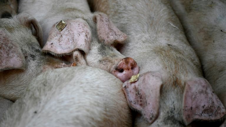 Elevage de cochons