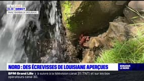 Nord: une écrevisse de Louisiane aperçue dans un parc à Roubaix