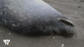 Deux phoques retrouvés morts à côté du Touquet