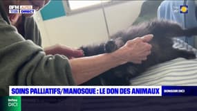 Manosque: les animaux des patients en soins palliatifs autorisés