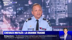 Chevaux mutilés: la piste zoophile est "une piste sérieuse", selon la gendarmerie