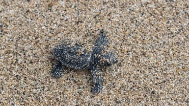 Le bébé tortue est sorti du nid et a rejoint la mer juste avant le début des intempéries.