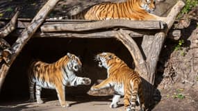 Des tigres au zoo de Leipzig le 17 juillet 2018 (image d'illustration)