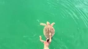 Cet homme sauve la vie d'une tortue retenue par un hameçon 