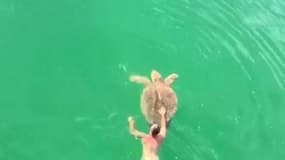 Cet homme sauve la vie d'une tortue retenue par un hameçon