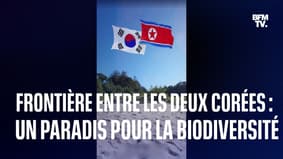 La zone démilitarisée entre les deux Corées est un paradis pour la biodiversité