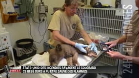 Colorado: un bébé ours sauvé des flammes