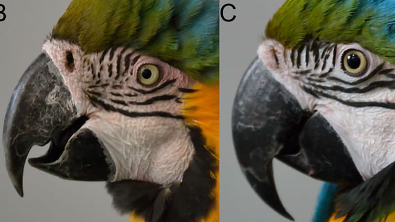 Etude sur les émotions des perroquets menée par une équipe de chercheurs français au zoo de Beauval