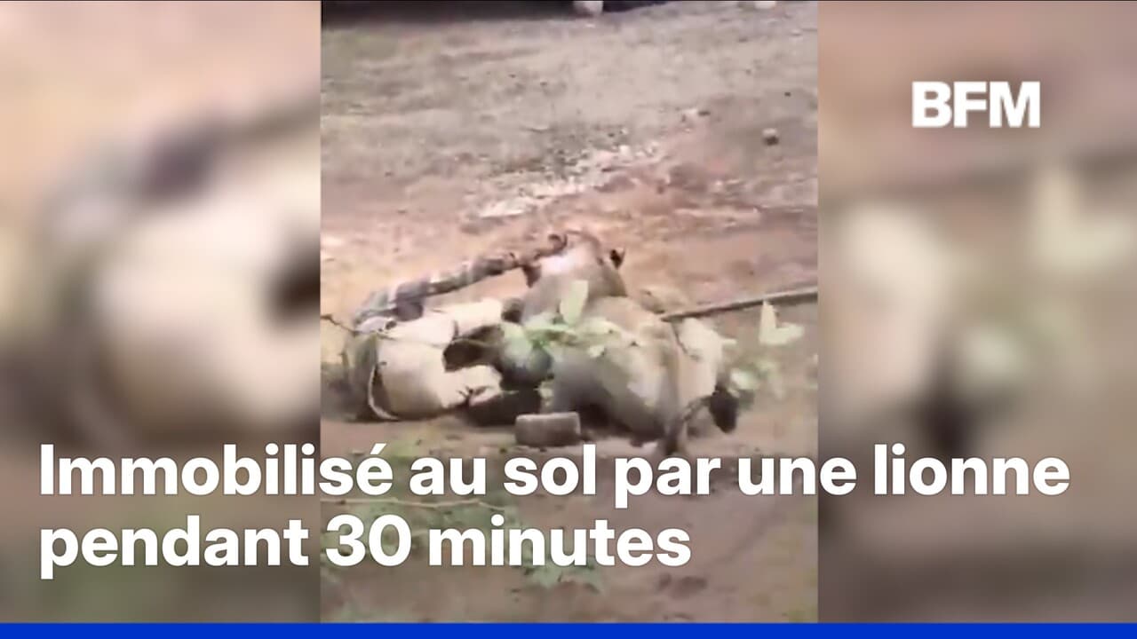 Inde: une lionne attaque un éleveur et le blesse sérieusement
