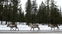 Des rennes  à la recherche de sel sur une route en Laponie, le 18 novembre 2012. (Photo d'illustration)