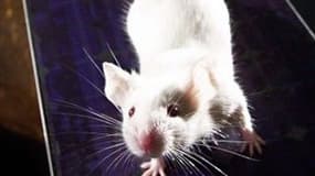 Des chercheurs de l'université de Los Angeles, UCLA,  sont parvenus à dégriser des souris ivres.