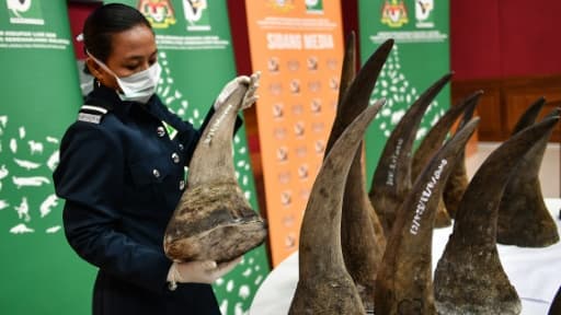 Saisie record de cornes de rhinocéros pour une valeur estimée de 12 millions de dollars à l'aéroport de Kuala Lumpur